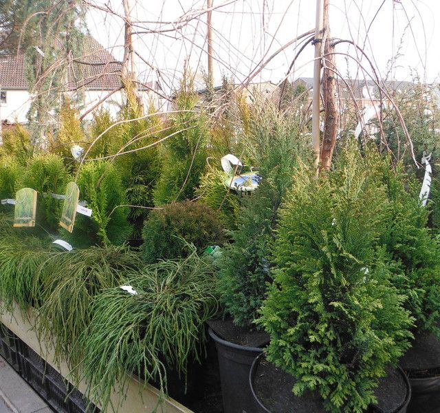 Impressionen Gartenbaumschule