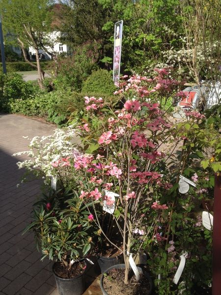 Impressionen Gartenbaumschule