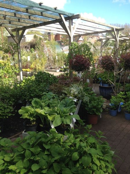 Impressionen Gartenbaumschule